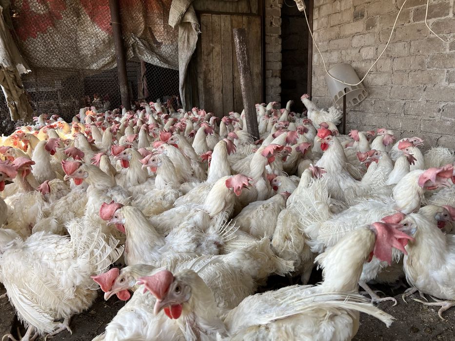 Куры Леггорн