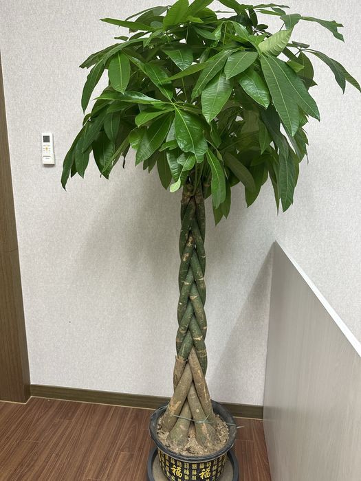 Офисные растения.  Комнатное растение. Долларовые деревья. Пальма