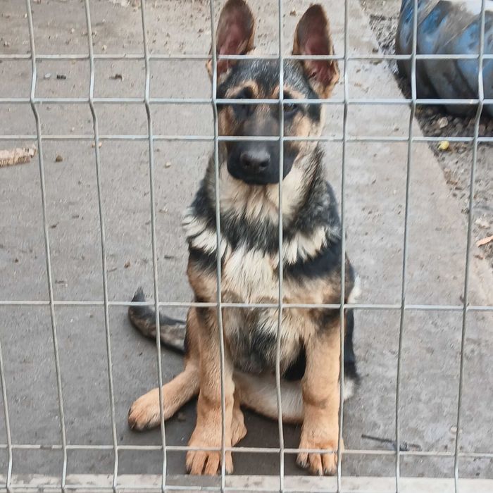 femela ciobanesc german