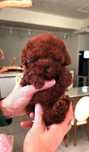 Poodle red toy femala/mascul
