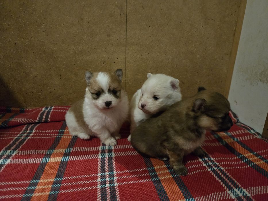 Померан - мини шпиц 3кг.