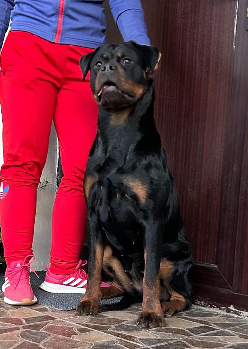 Femelă Rottweiler cu pedigree