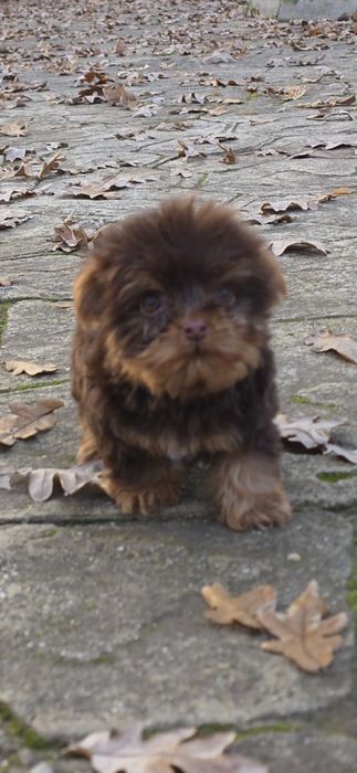 Йорки супер мини биро шоко бивър ,три момиченца!