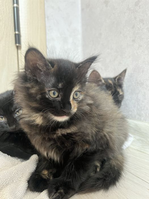 Очаровательные котята ищут дом!