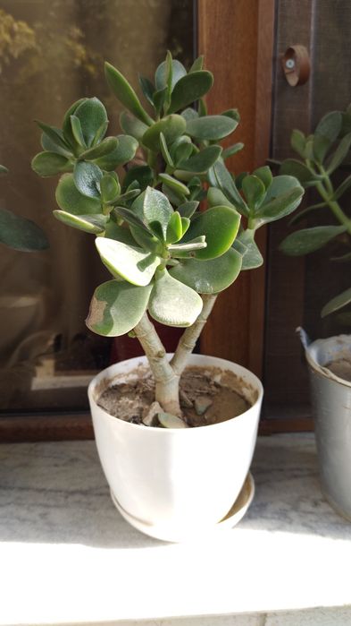 Продается денежное дерево. Цена от 35 000 сум до 170 000 сум