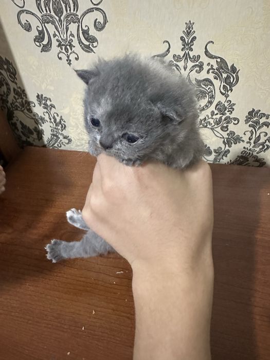 Котята скотиш страйт