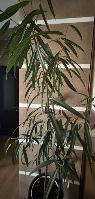 Продам фикус Али