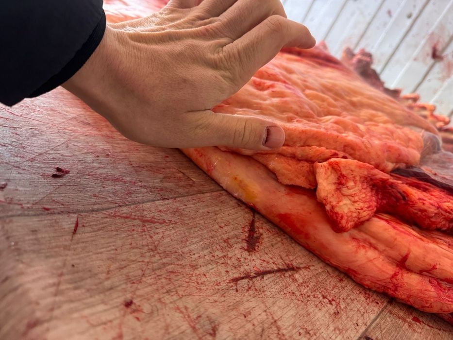 Соғым 5 жасар бие