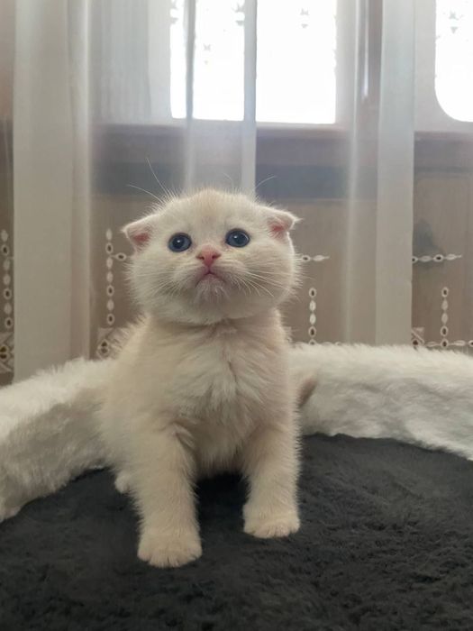 Scottish Fold Shinshilla 1,5 Oylik Qiz