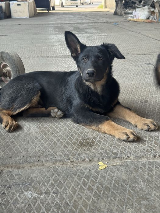 toza qonli nemiz afcharkasi sotiladi 3 oylik sogʻlom