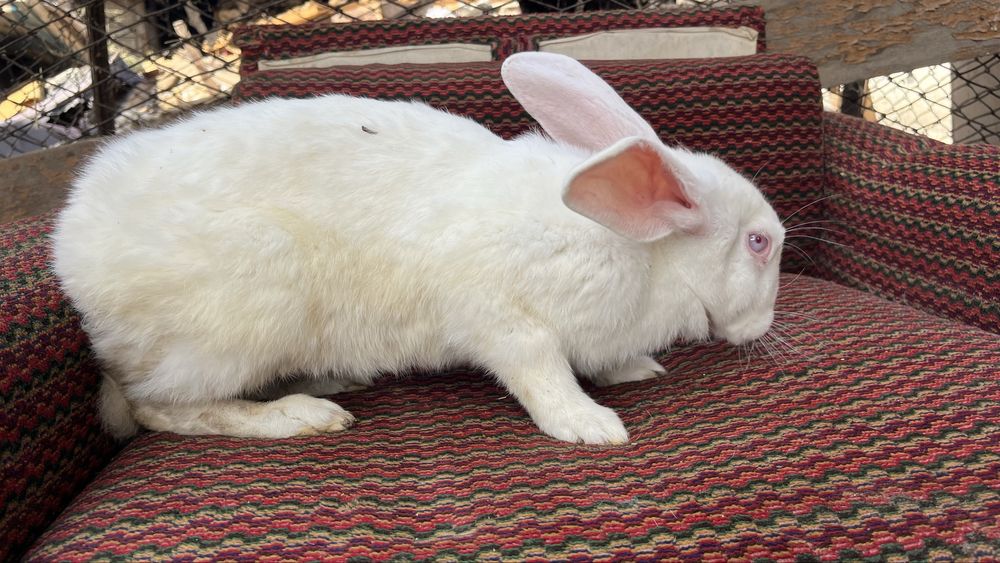 Продаются кролики полувеликаны Куйонлар сотилади