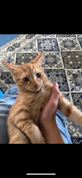 Продаётся котёнок мальчик
