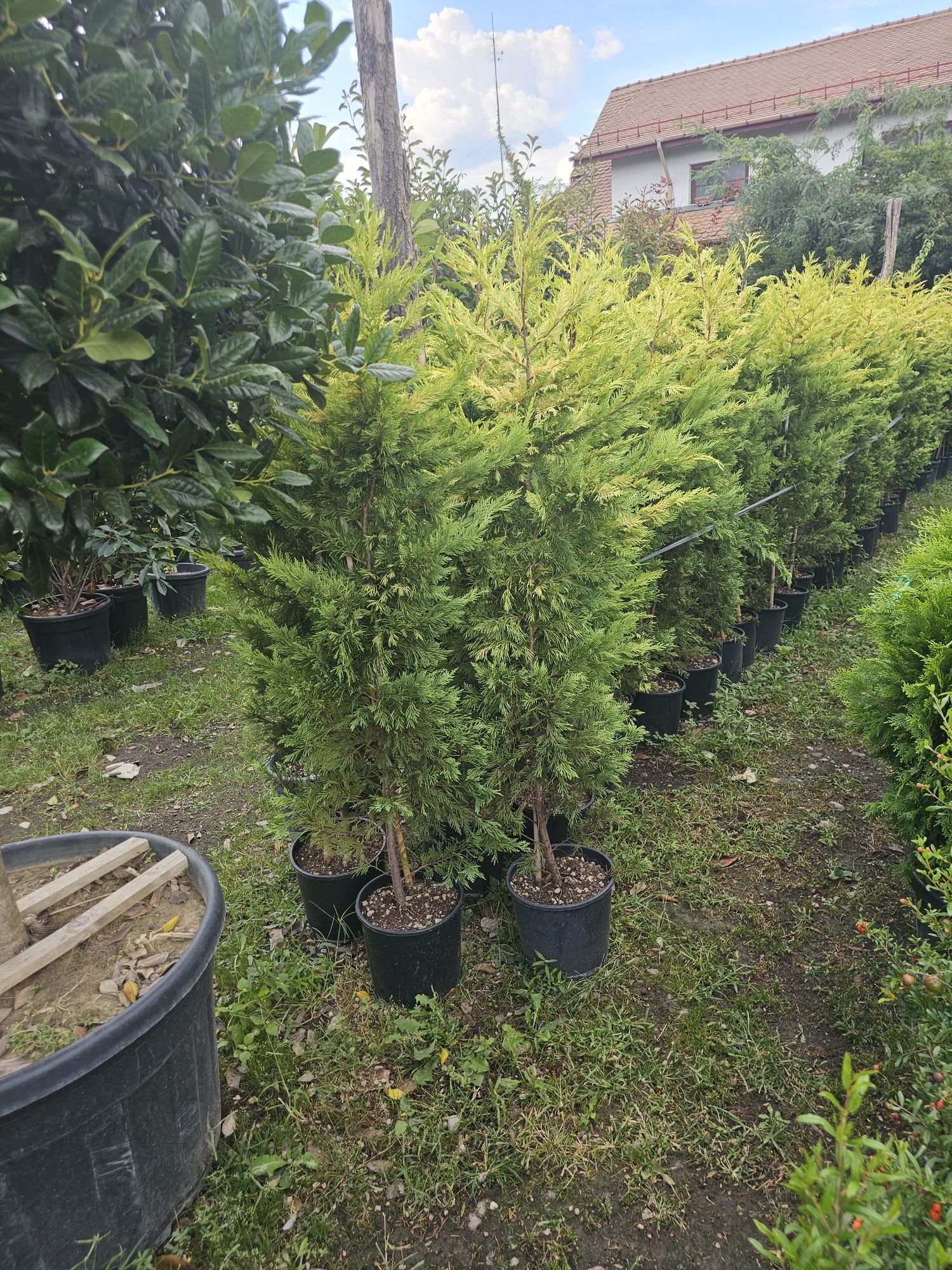 Cupressus leylandii