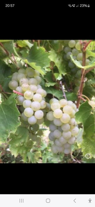 Vând struguri de vin productie 2025