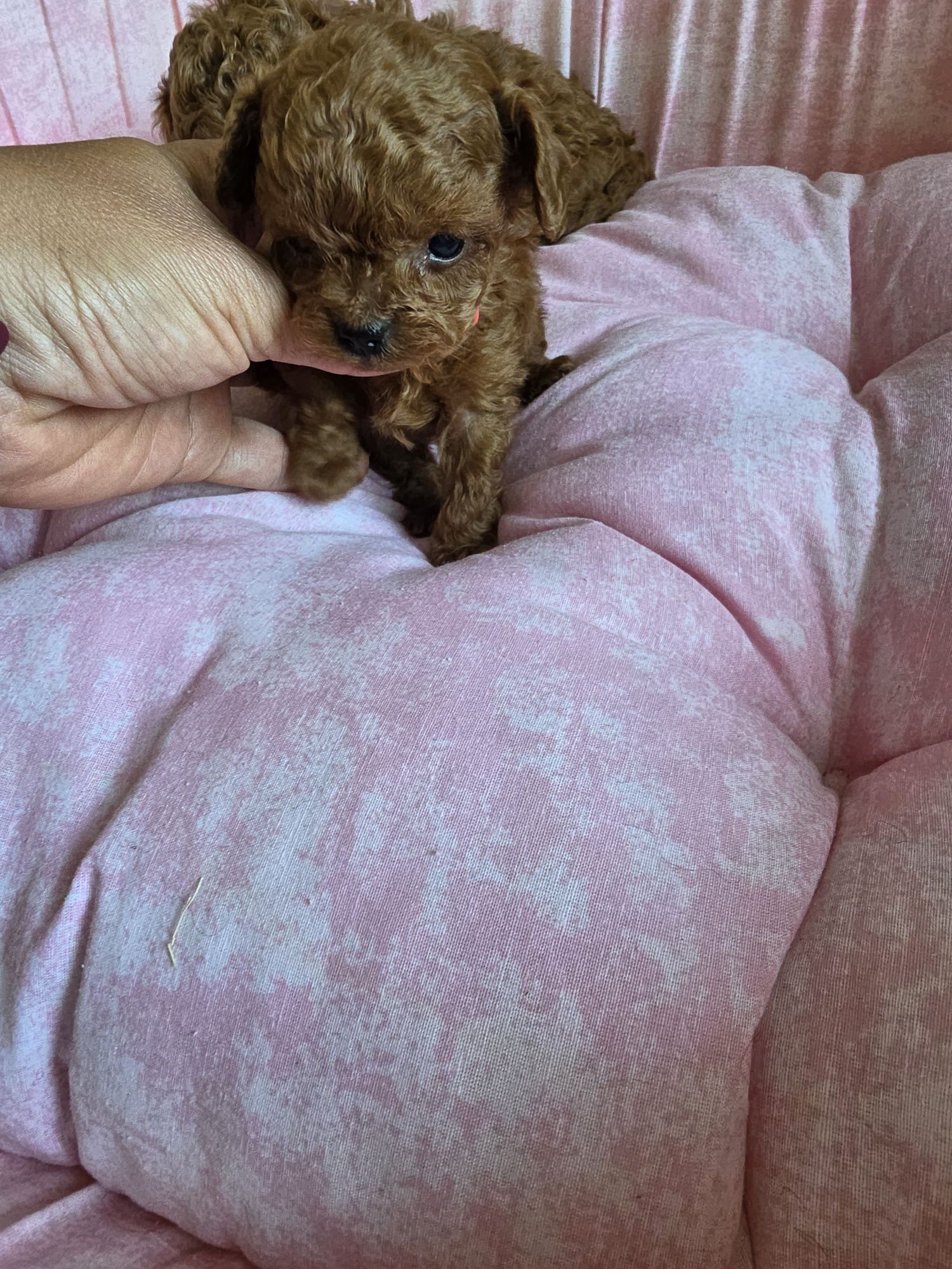Пудел тийкъп Момиче/Teacup poodle/ с документ за произход
