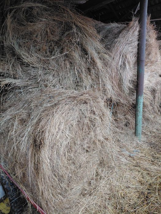 Baloti rotunzi de fan