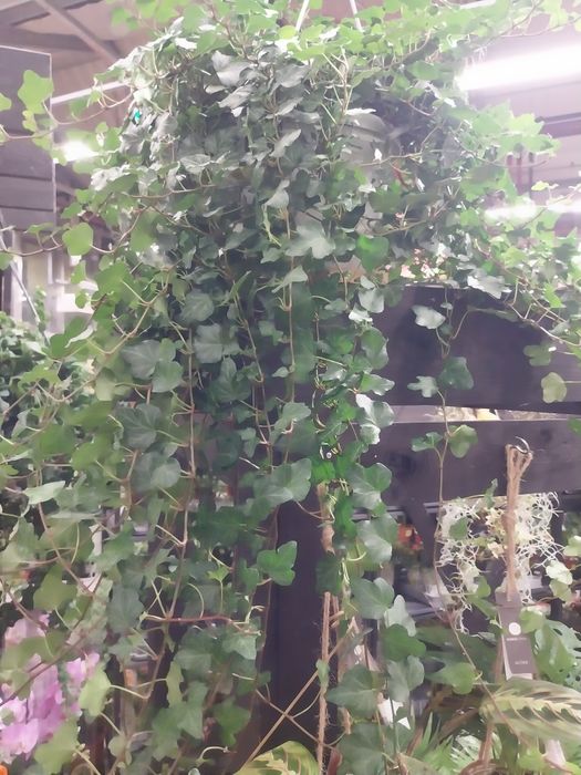 Iedera hedera helix