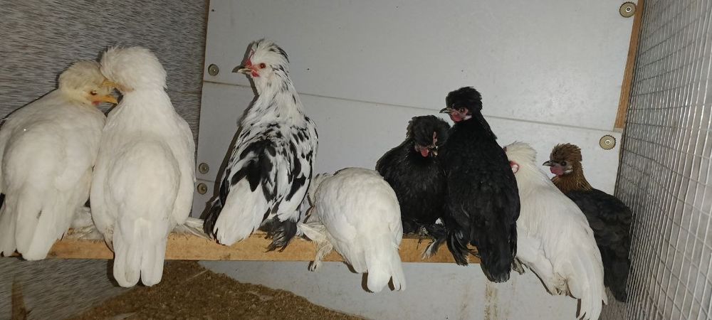 Япон 1 та  Хуроз ва 8 та Товуклари