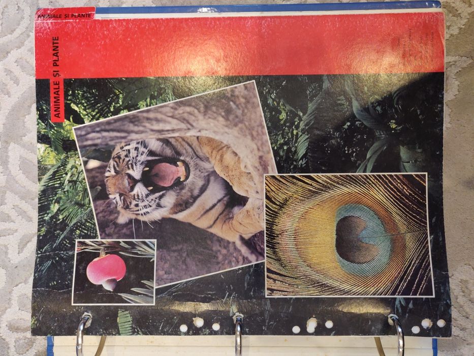 Arborele lumii - 3 bibliorafturi