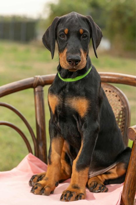 Puiut Doberman cauta casuta