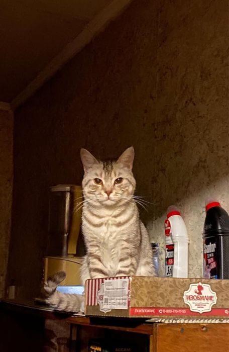 отдам кота в добрые руки!