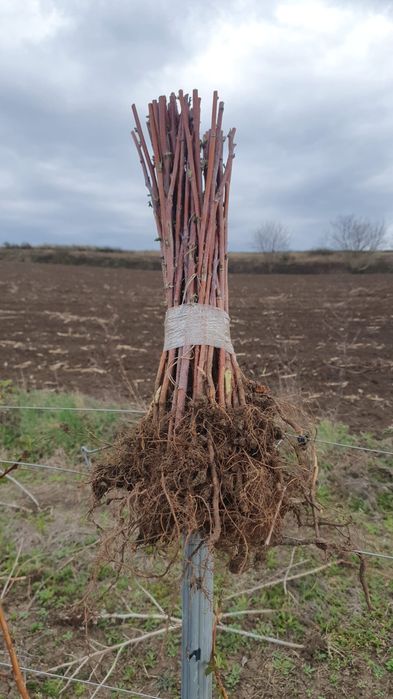 Vanzare plante zmeur/afin/mur