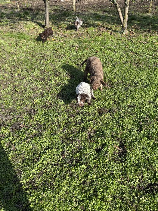 Кученцето е със  1 и 2 ваксина