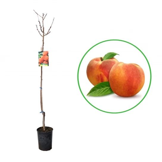 Pomi Fructiferi La Ghiveci (Piersic )