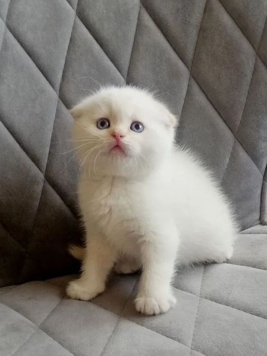 Белый шотландский вислоухий котёнок!