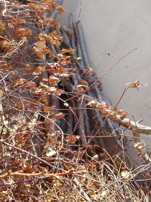 Otinla sotiladi urgachga