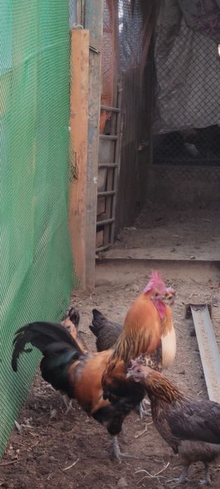 Продам кур лакиданзия