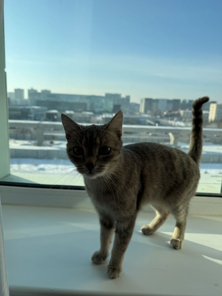 Кошка 1,5годик.