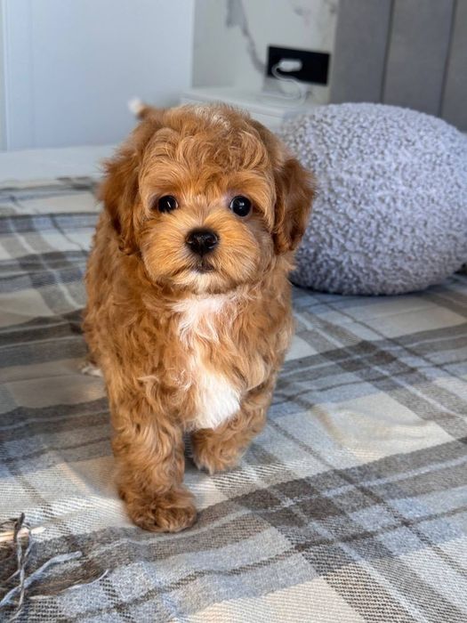 семейничка Мальтипу Ф1 - ценимоньки