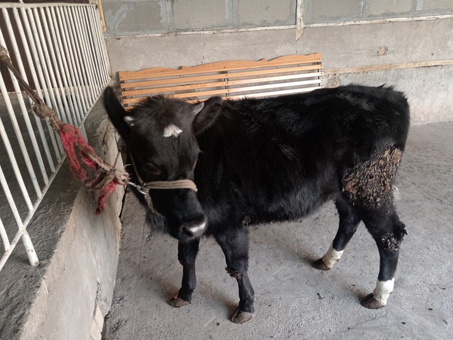 Gunajin buzoq sotiladi гунажин