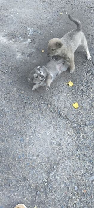 Щенки в хорошие руки