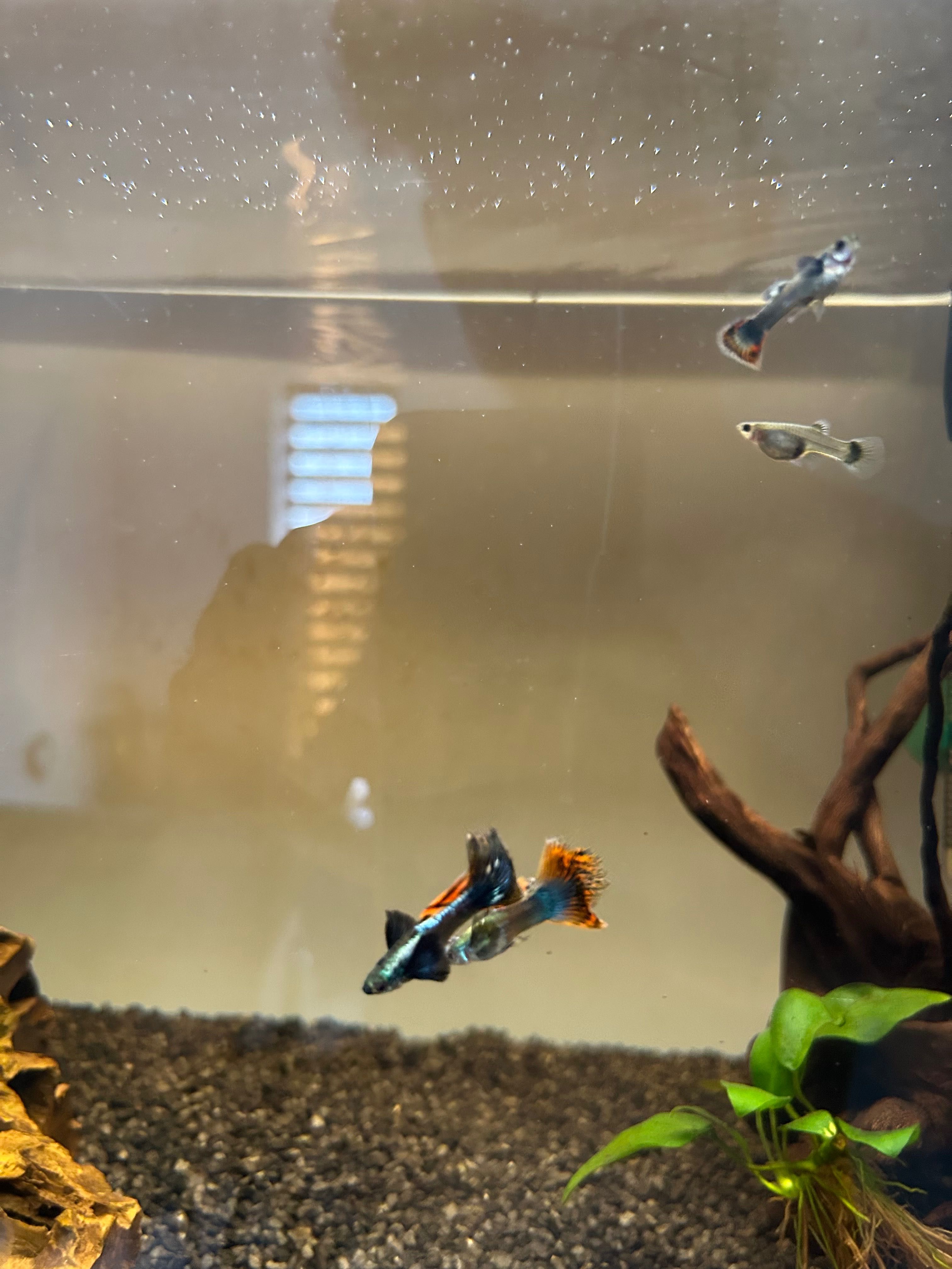 pesti guppy dumbo ear mosaic