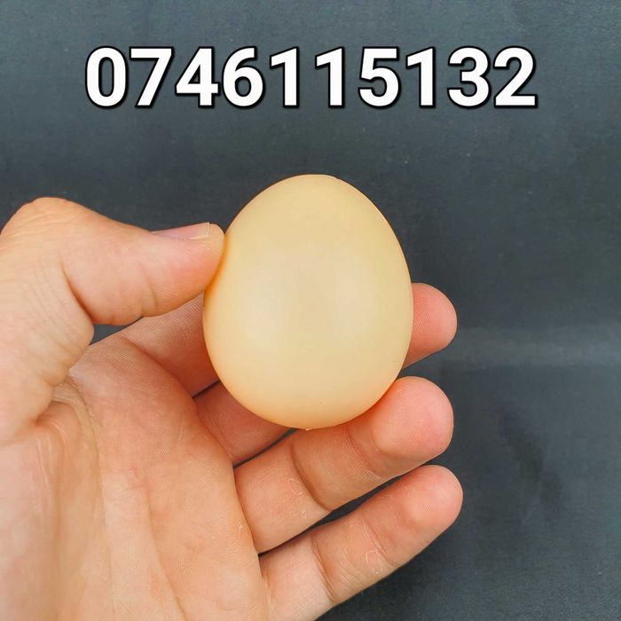 Ou FALS pt Gaini Puicute Pasari- Oua FALSE din plastic pt cuibar comun