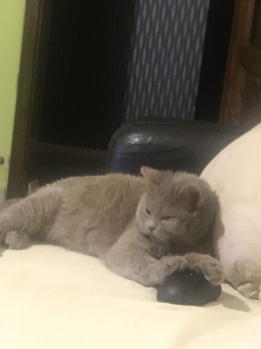 Подарявам британска котка