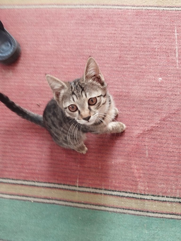 Отдам котят в хорошие руки