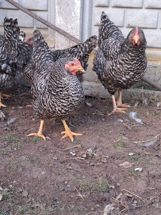 Puicute de casa de vanzare