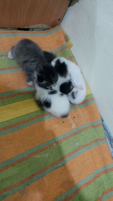 Mushuk bolalari yaxshi qoʻllarga beriladi