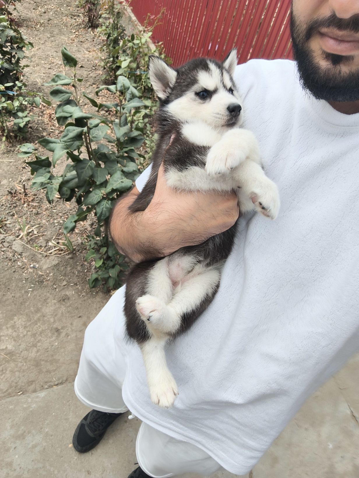 Pui Husky Siberian