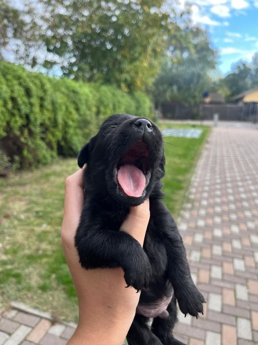oferim catelusi golden retriever metis