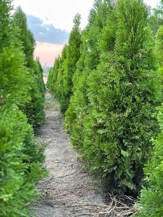 Tuia Smaragd 1–1,8 m – direct de la pepinieră