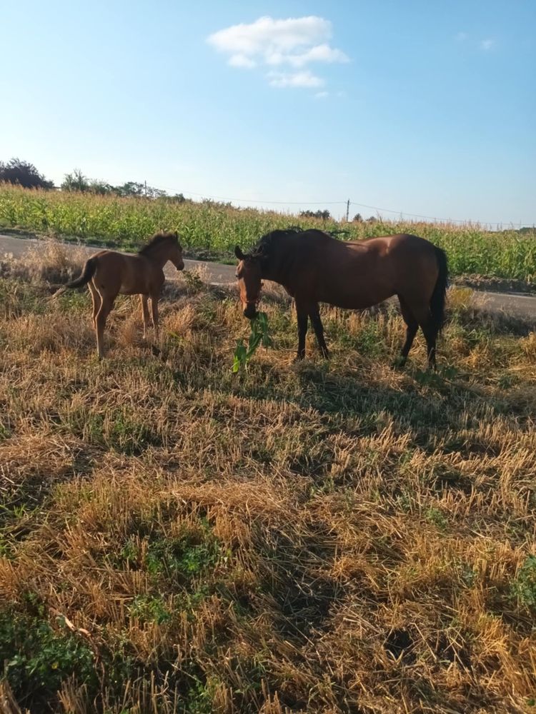 Iapă cu manză de 1 lună si jumatate, de vanzare.