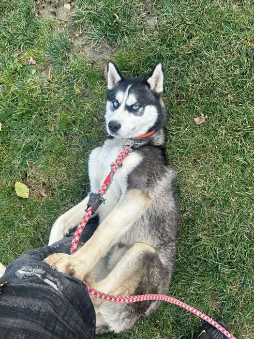 Husky siberian mascul