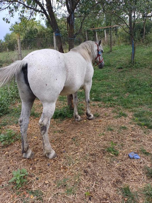 Ieapă de vânzare