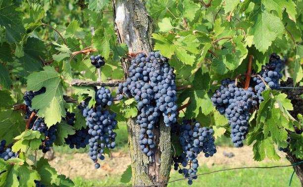 Vand Struguri  Merlot struguri de vin  struguri negri Pietroasele