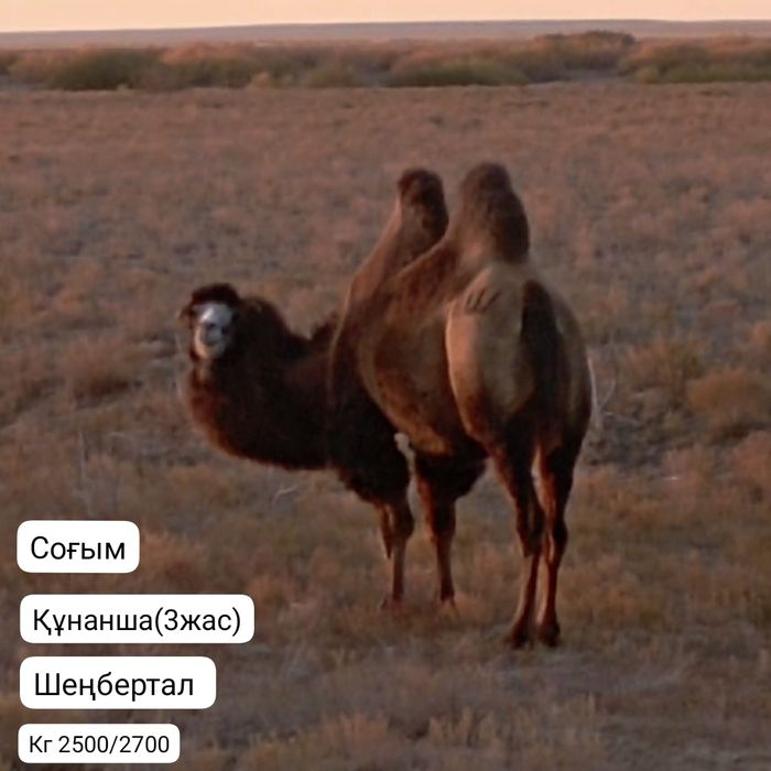 Соғым туйе 3жасар