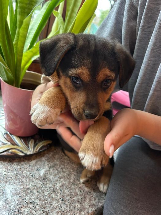 Cățeluși simpatici